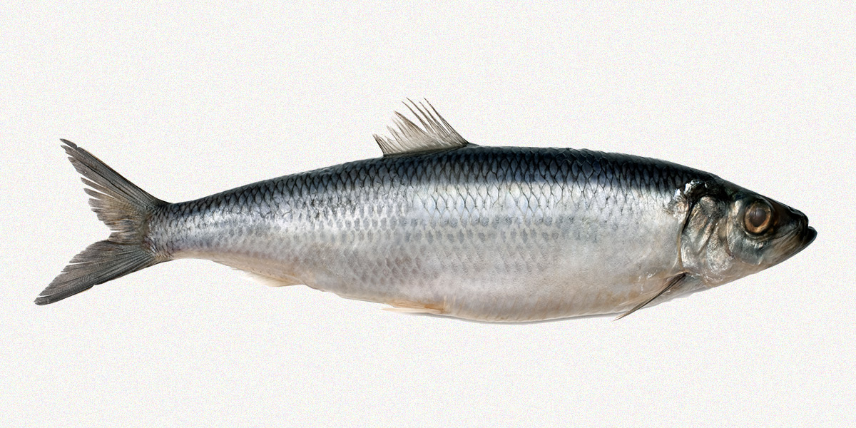 A herring a day keeps the doctor away.
