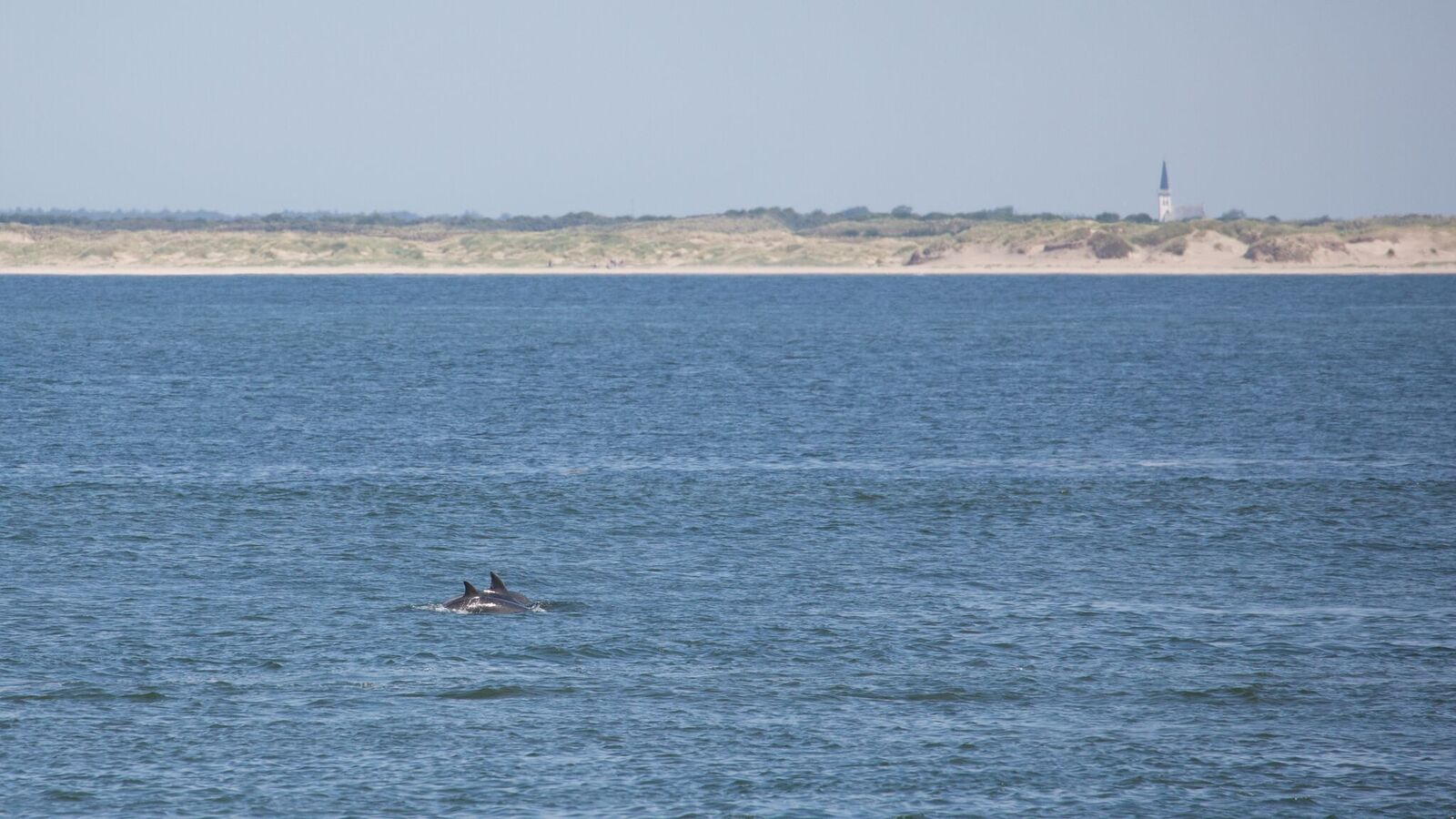 Tuimelaar in het Marsdiep. Foto: Jeroen Hoekendijk.