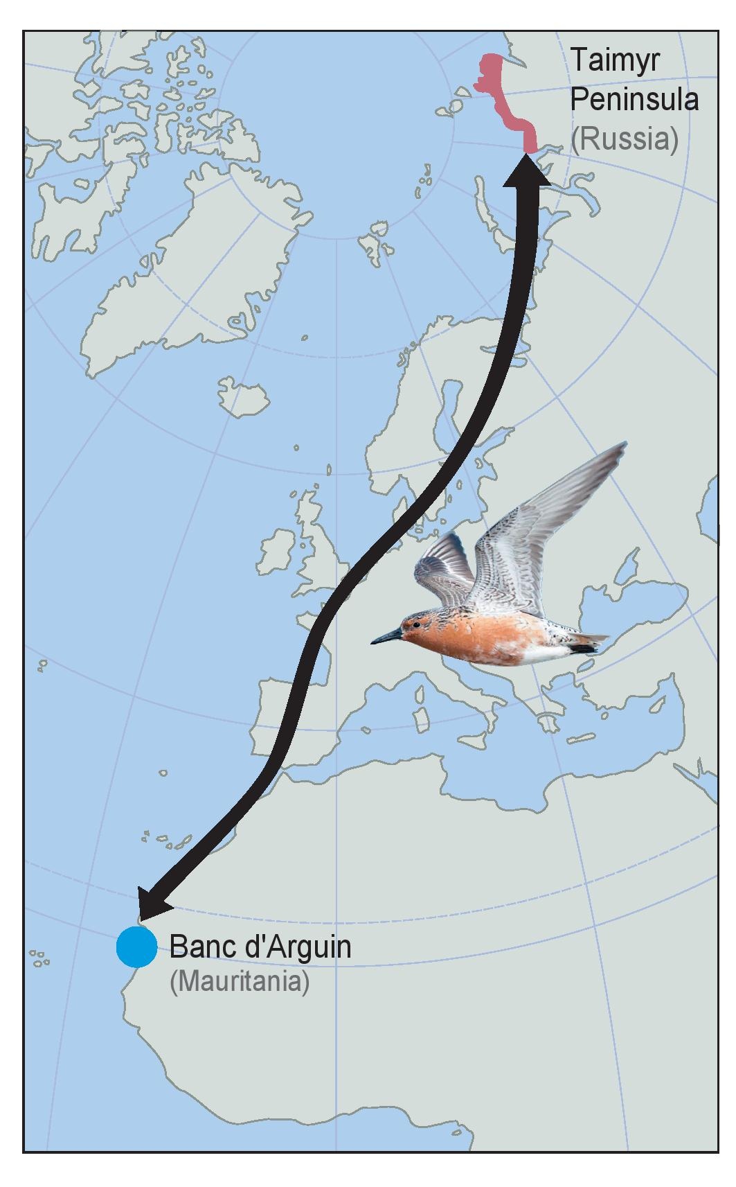 Research in a very remote area: the most northern tip of Taimyr Peninsula in Russia (76° N, 98° E) 