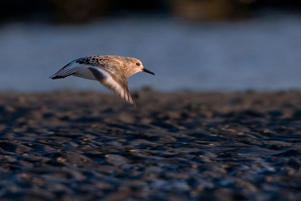 A flying sanderling during spring migration in Iceland. Photo by Jeroen Reneerkens