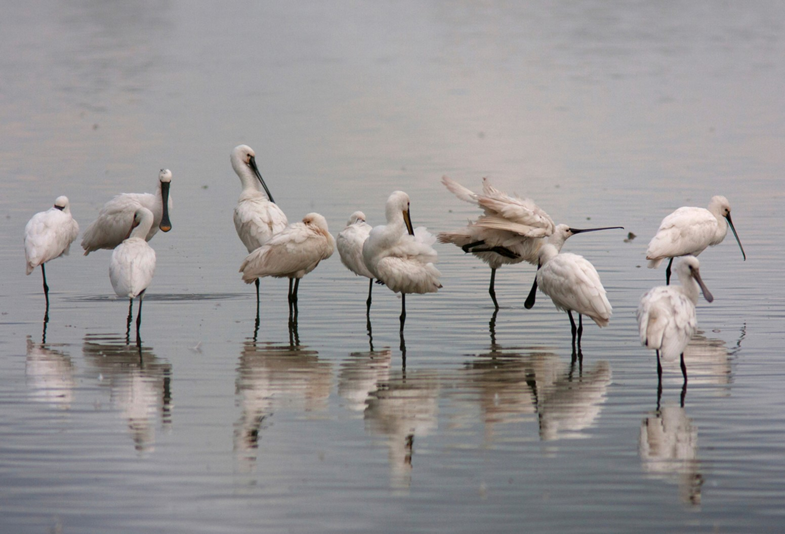 Spoonbills resting in the Oostvaardersplassen after the breeding season. Photo credits: Henk Heijnen.