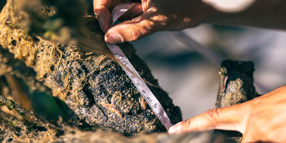 Measuring percentage life cover within 10x10 cm transect sections