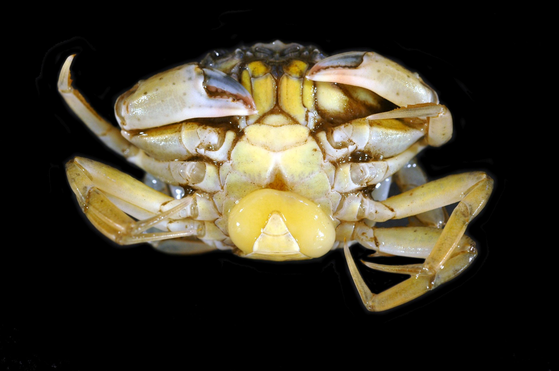 Shorecrab (Carcinus maenas) with a yellow egg sack of the parasite (Sacculina carini). Photo: Hans Witte, NIOZ