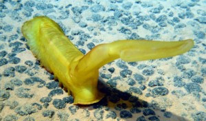 Sea cucumber roaming on mineral-rich manganese nodules, ©Ifremer