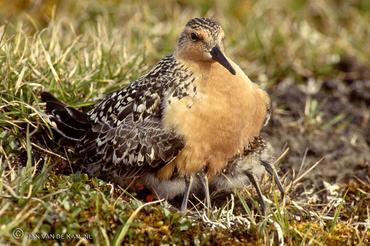 Broedende kanoet - Breeding knot  (© Jan van de Kam)