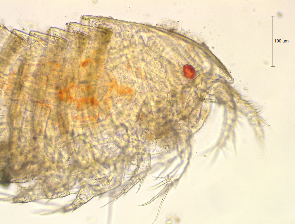 Possibly new Copepod found by Mei Nelissen