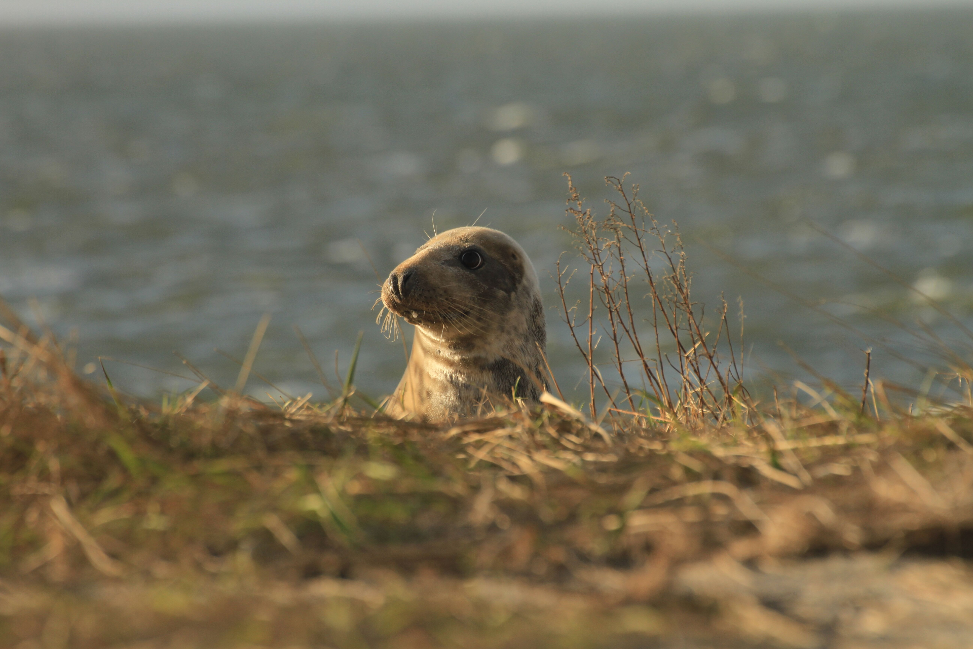 Grijze zeehond op Griend, foto: Geert Aarts