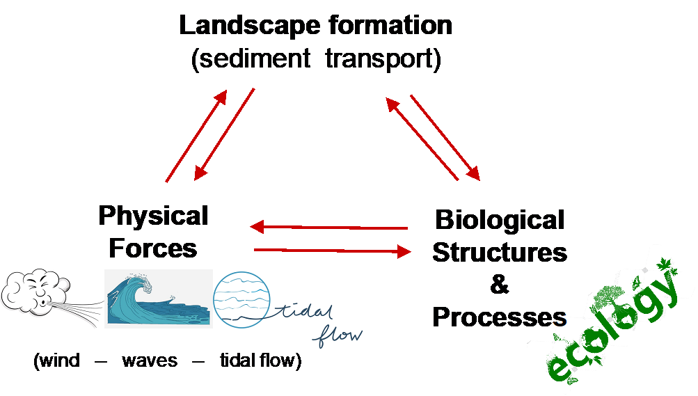 Biogeomorfologie in een notendop: de interactie tussen fysische processen die sediment kunnen vervoeren (wind, stroming en golven) en biologische structuren en processen, bepalen hoe het landschap zich ontwikkelt.