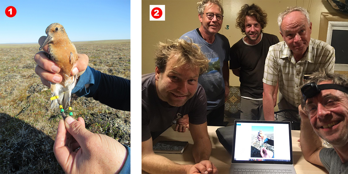 The story of 'Yellow Green' starts in Taimyr (left photo) when Job and Jan caught it. Then the bird was seen during our expedition to Mauritania almost daily from 20 November to 7 December 2019 (right photo).