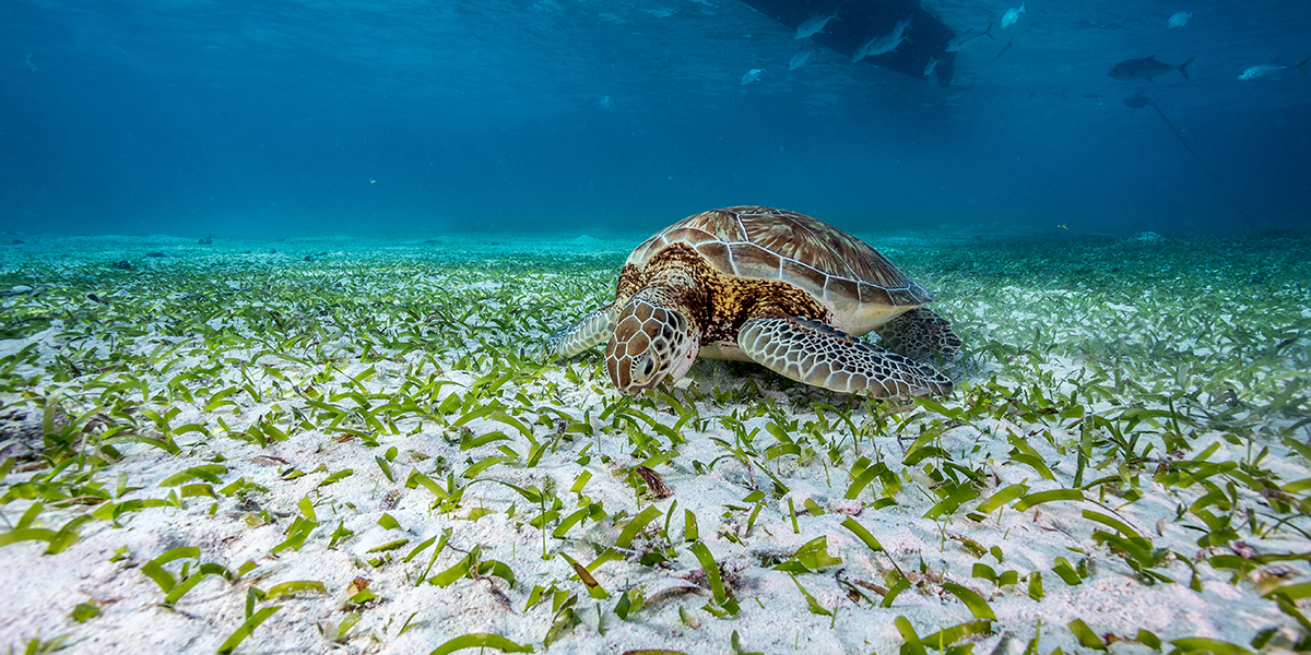 A healthy seagrass ecosystem depends on healthy neighbours.  Photo: Israel Moran