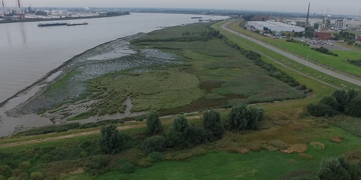 Ketenisse marsh in the Schelde near Antwerp (harbour). 