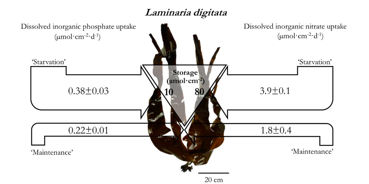 Infographics of results on dissolved inorganic phosphate- and dissolved inorganic nitrate uptake dynamics (V<sub>S</sub> under starvation, V<sub>M</sub> for maintenance, and storage capacity) in <i>Laminaria digitata</i> (Phaeophyta).