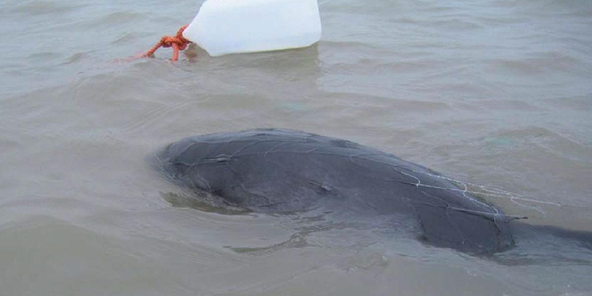 Harbour Porpoise entangled in recreational (illegal) set-net. Katwijk aan Zee, 23 February 2011.