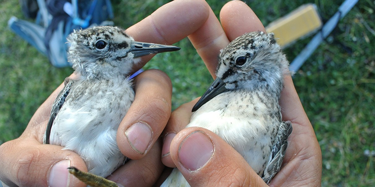 Body shrinkage chicks. Photo: Jan van Gils