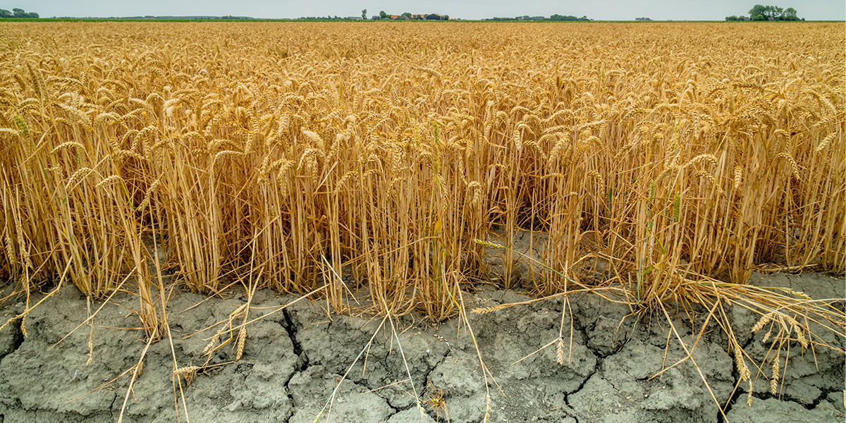 Extreme droogte in de landbouw, Jasper Suijten/Shutterstock.com