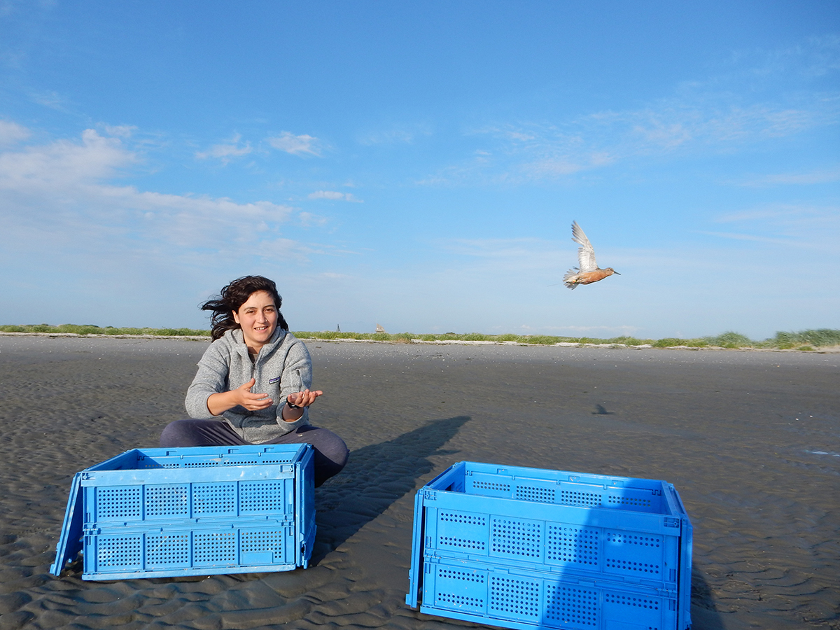 Selin Ersoy releasing a Red knot. Where does it go? Photo credit: Dieke de Boer