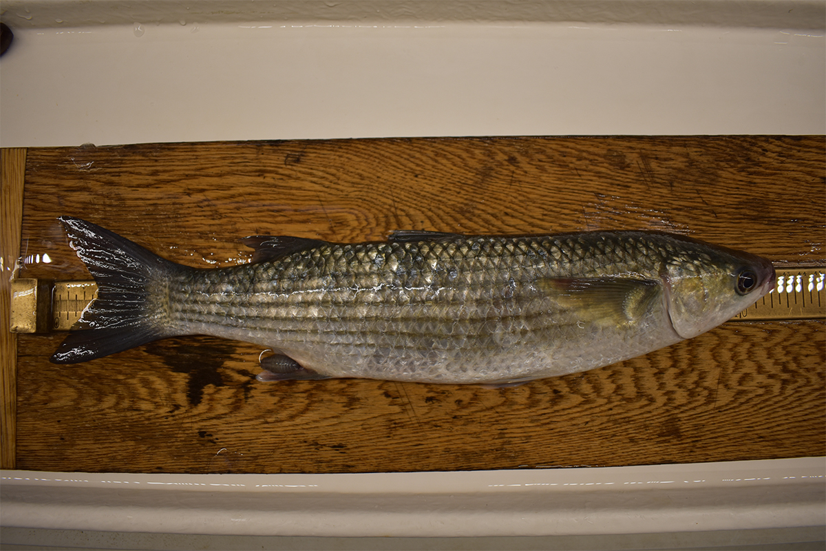 thick-lipped mullet with a large parasite attached to it’s anal fin. Photo: Dennis Mosk