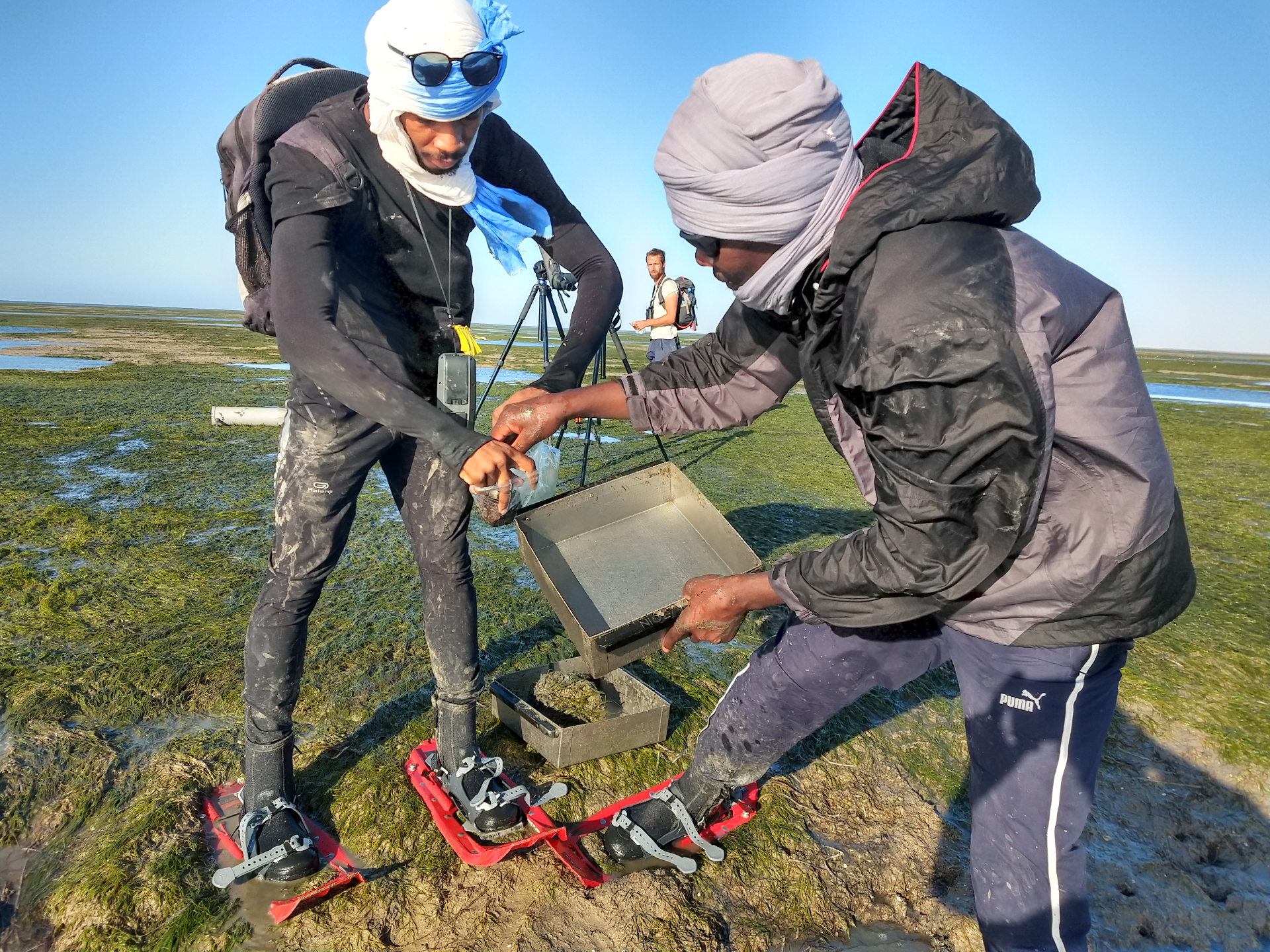 Benthos team collecting a sample of satellite tagged red knot. Photo: Jan van Gils