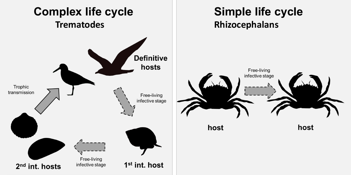 Many parasites in coastal ecosystems have complex life cycles involving several sequential hosts, others only go from one host to the next. Figure: David Thieltges