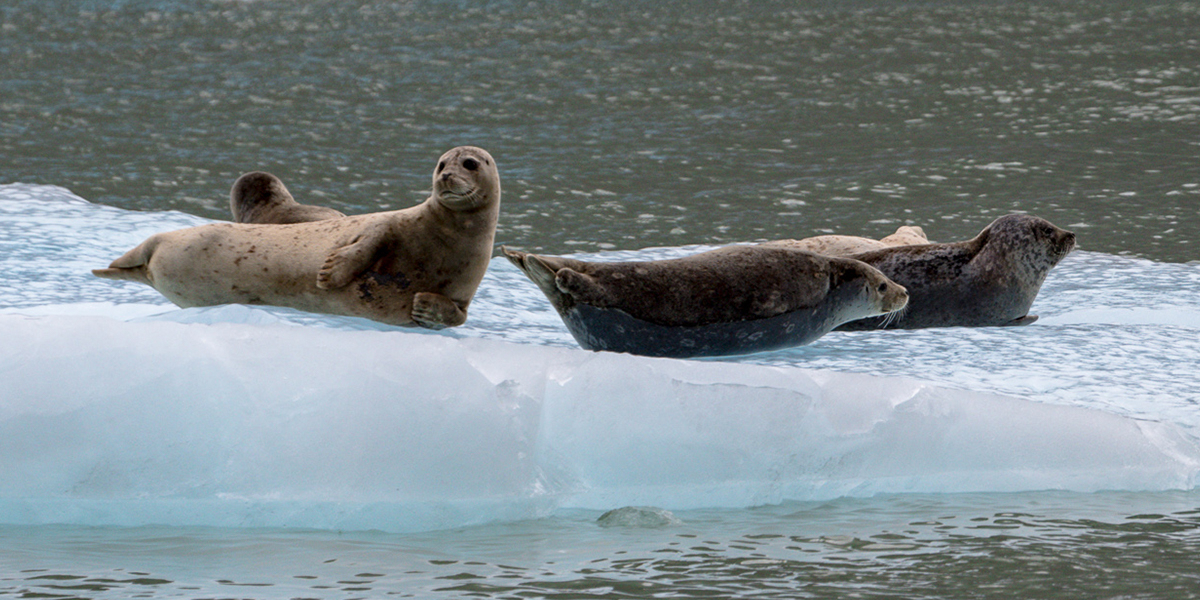 Harbour seals also occur in the Arctic region. Photo: Marcel Brekelmans