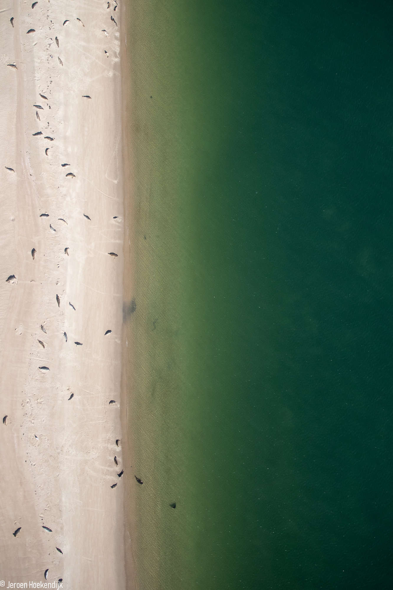 Harbour seals in the Dutch Wadden Sea. Photo: Jeroen Hoekendijk (NIOZ)