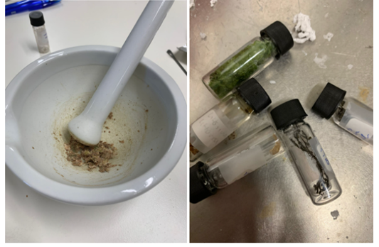 Pulverizing freeze dried samples taken on the tidal flats (© H. Gliboff).