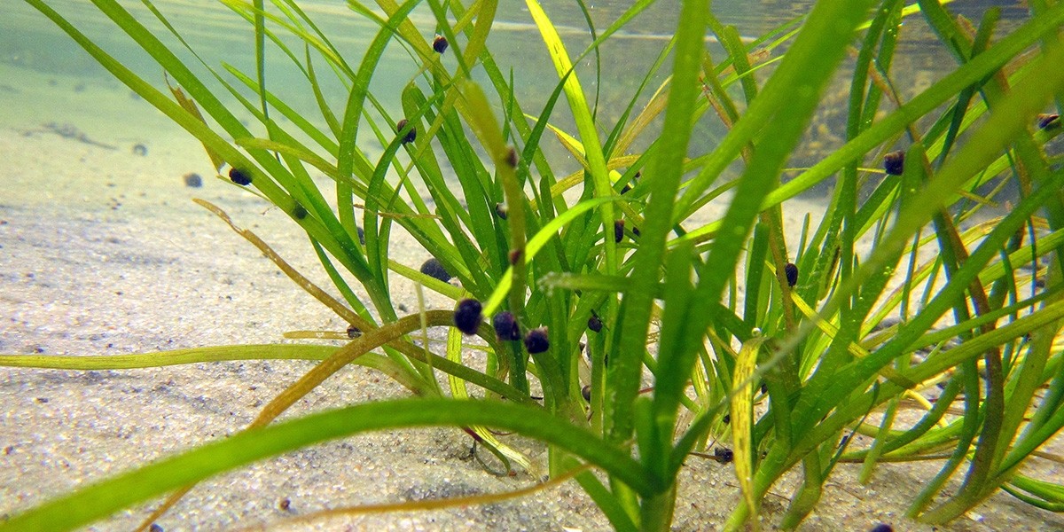 Submerged seagrass plants.