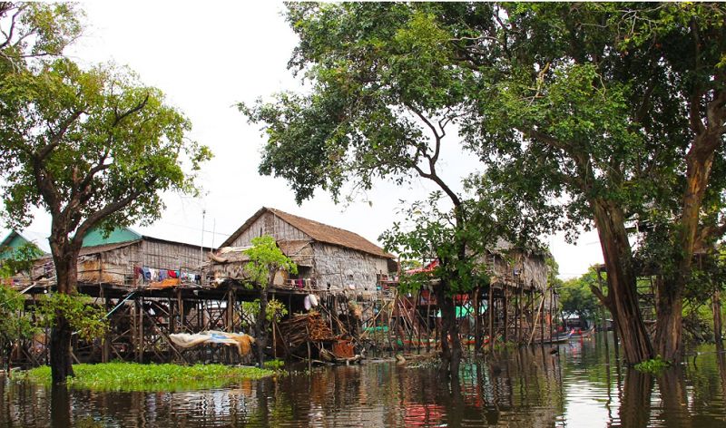 Can trees protect against floods?