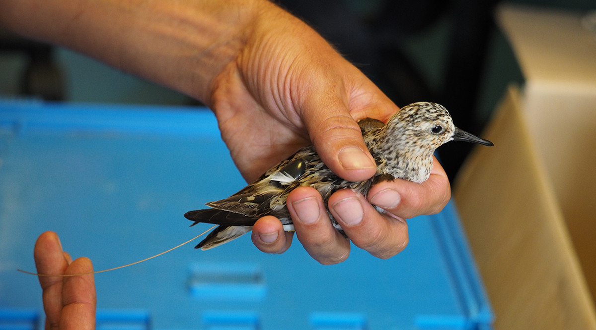 Een drieteenstrandloper krijgt een zendertje van 2 gram op zijn rug geplakt. Wanneer de vogel in het najaar ruit, valt het zendertje er vanzelf weer af. Foto: Frank van Maarseveen.