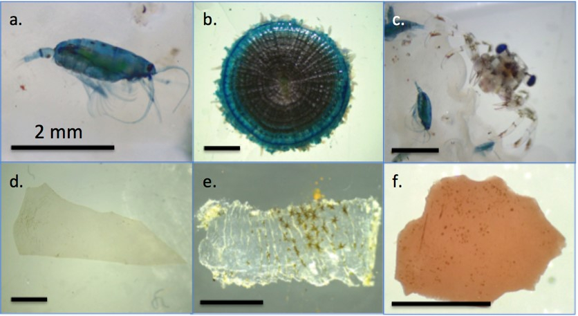 Plankton and microplastics:  a. Copepod, b. Porpita jelly, c. crab larva, d-f. microplastics with visible biofilms (green). Scale bars are 2 mm.