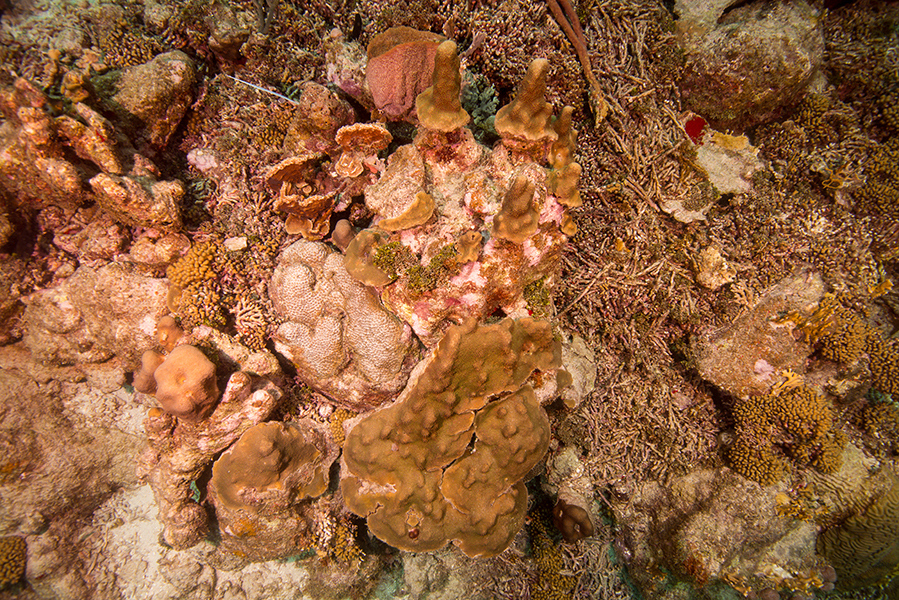 Quadrant (1x1 meter) of living coral at 10 meter depth near NIOZ buoy 2. Photo: NIOZ, Fleur van Duyl