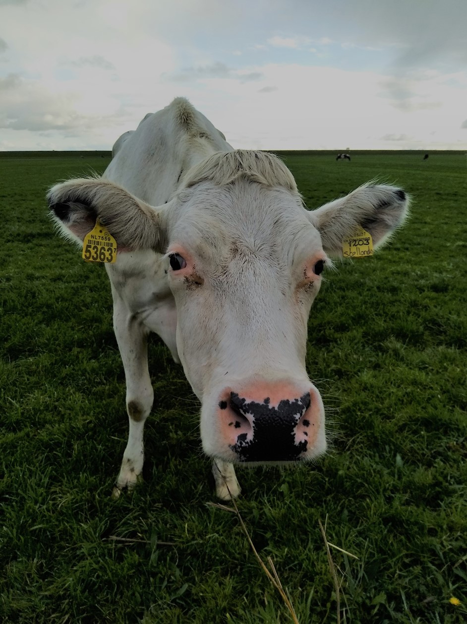 Cattle grazing can reduce erosion as trampling compacts the soil/Begrazing door koeien kan erosie tegengaan doordat de bodem door hun gewicht inklinkt.  Image: Beatriz Marin-Diaz