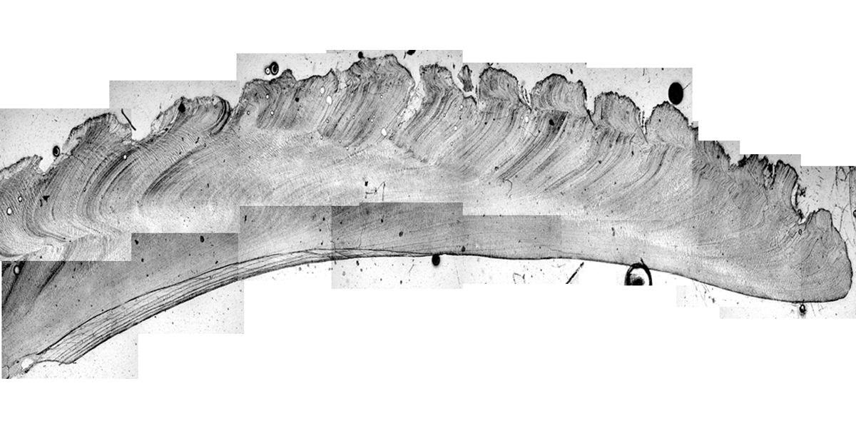 Shell (cockle) cross section with growth lines.