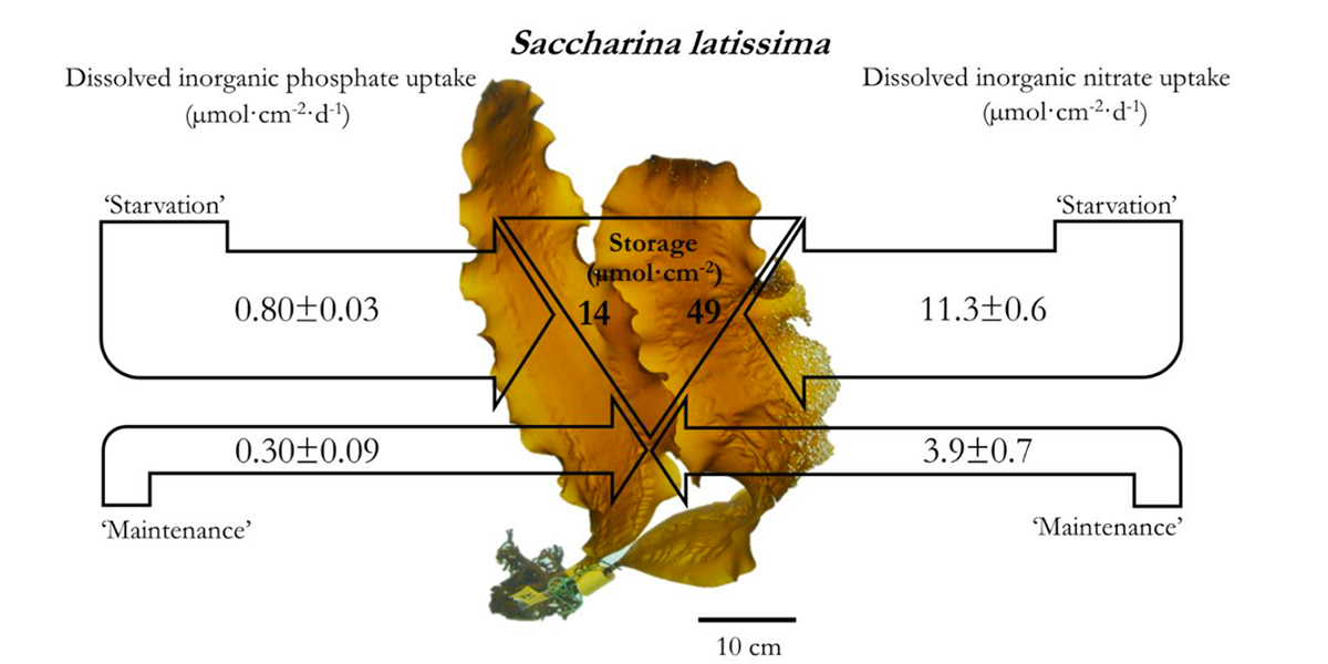 Infographics of results on dissolved inorganic phosphate- and dissolved inorganic nitrate uptake dynamics (V<sub>S</sub> under starvation, V<sub>M</sub> for maintenance, and storage capacity) in <i>Saccharina latissima</i> (Phaeophyta).