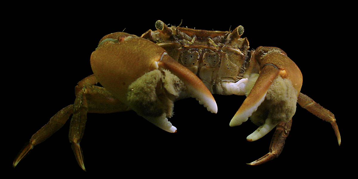 The brush-clawed shore crab <I>Hemigrapus takanoi</I> has recently been introduced to the Wadden Sea. Photo: Hans Hillewaert