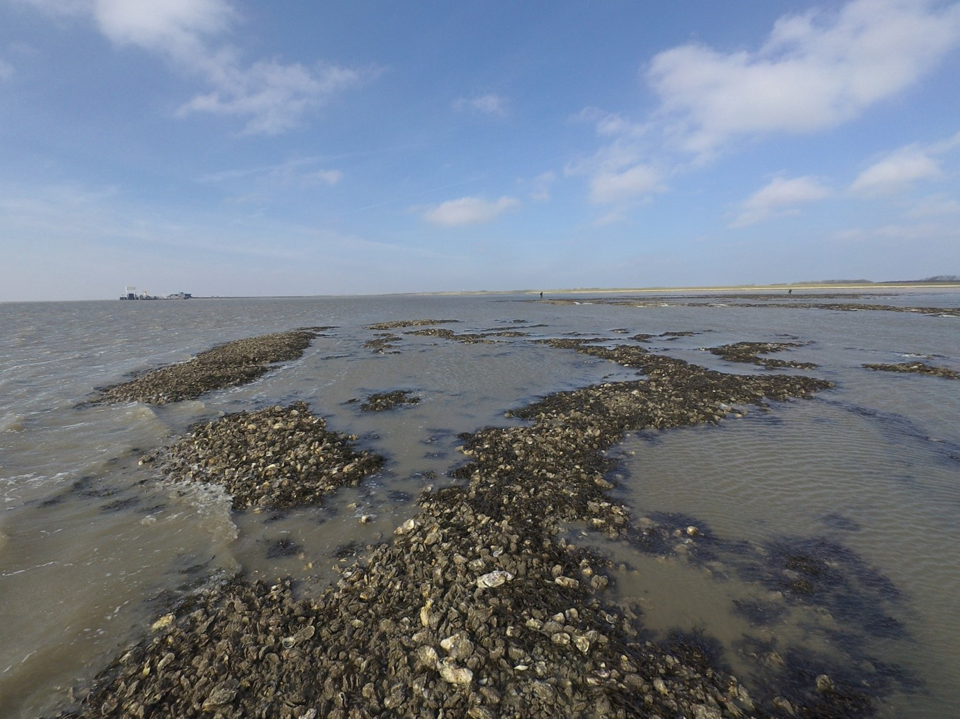 Mixed mussel and oyster bank near Schiermonnikoog. Photo: R.J.M. Temmink. 