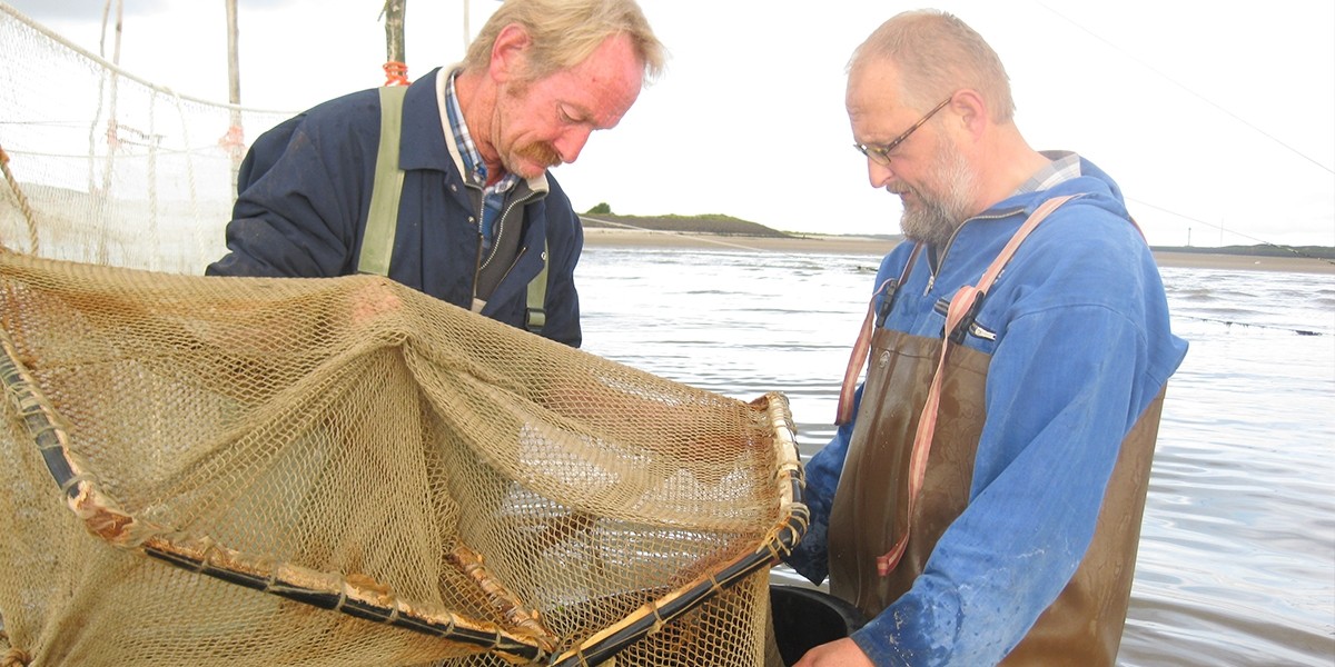 A round goby, Neogobius melanostomus, caught in the NIOZ fyke.