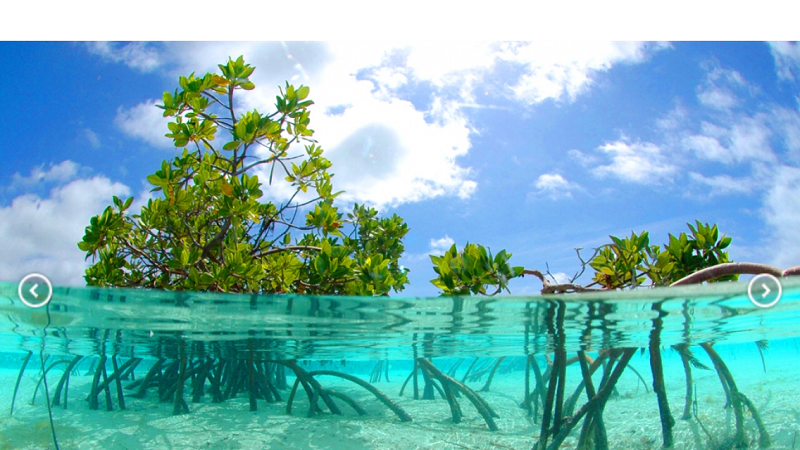 Mangroves