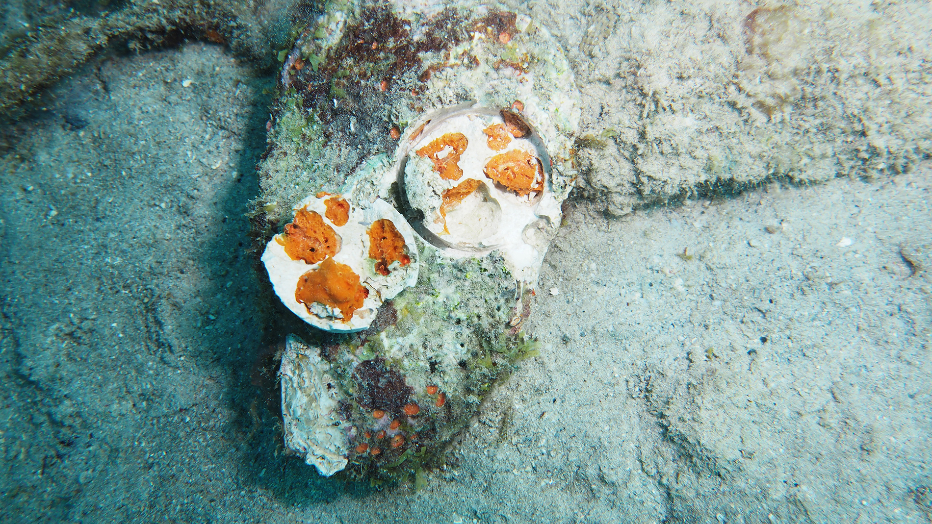 C.delitrix tissue inside the coral skeleton. Photo: Alice Webb.