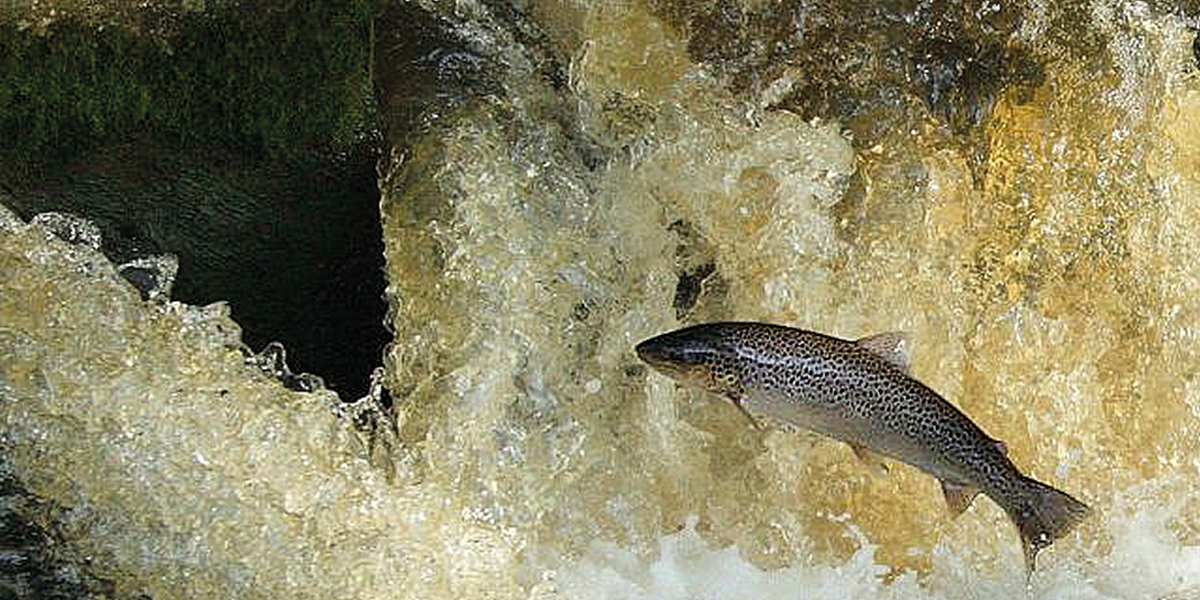 A Sea trout leaping at the fish ladder at Westwater Weir. Photo: Rupert Fleetingly / Geograph (CC)