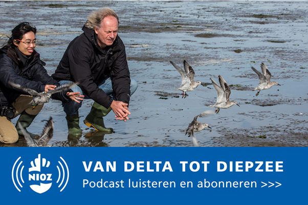 NIOZ podcast aflevering 13: Onze blauwe planeet als 'Global Flyway' met trekvogelecoloog Theunis Piersma
