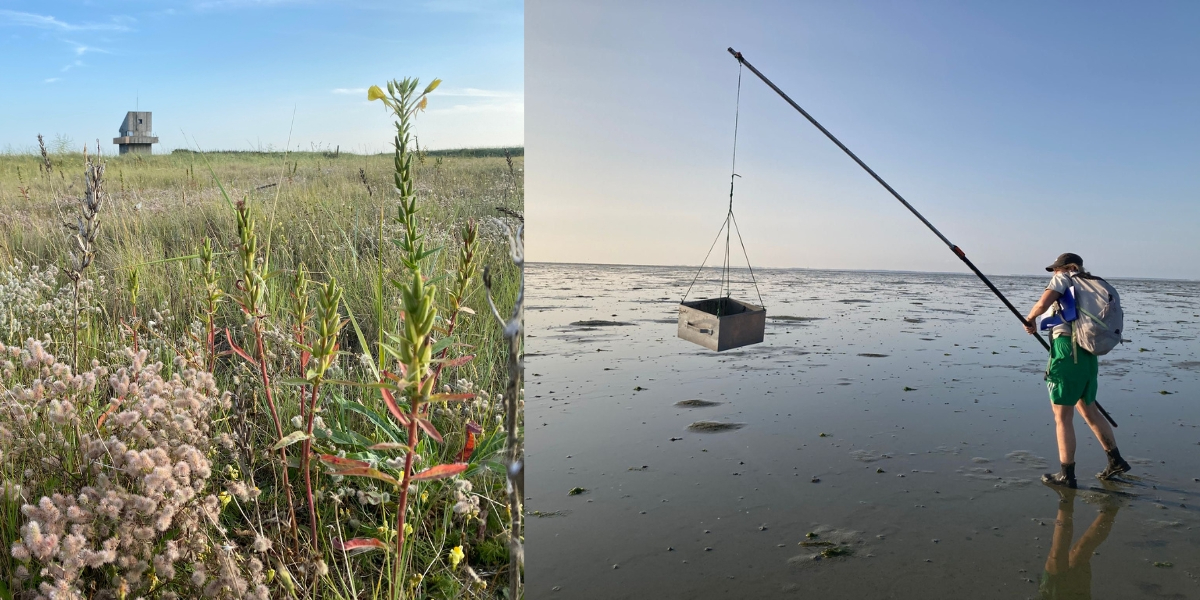 Left: Flowering hare’s-foot clover on Griend with the house in the back. Right: Julia takes a sample by swinging the metal tray on the mudflat. (Photo: Nienke Zwaferink) Left: Flowering hare’s-foot clover on Griend with the house in the back. Right: Julia takes a sample by swinging the metal tray on the mudflat. (Photo: Nienke Zwaferink)