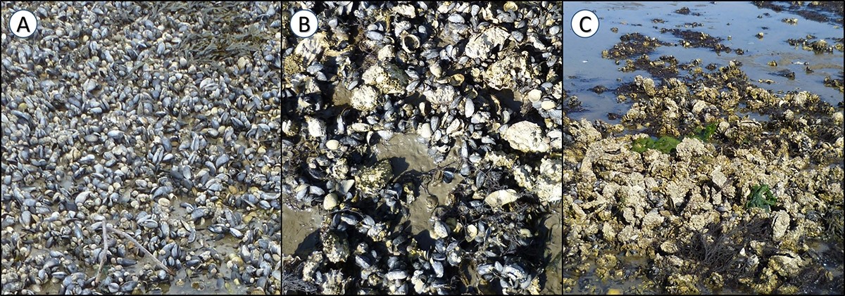 Drie verschillende typen schelpdierbanken in de Waddenzee. Links (A): pure mosselbank; midden (B): gemengde mossel-/oesterbank; rechts (C): oesterbank (Japanse oester).