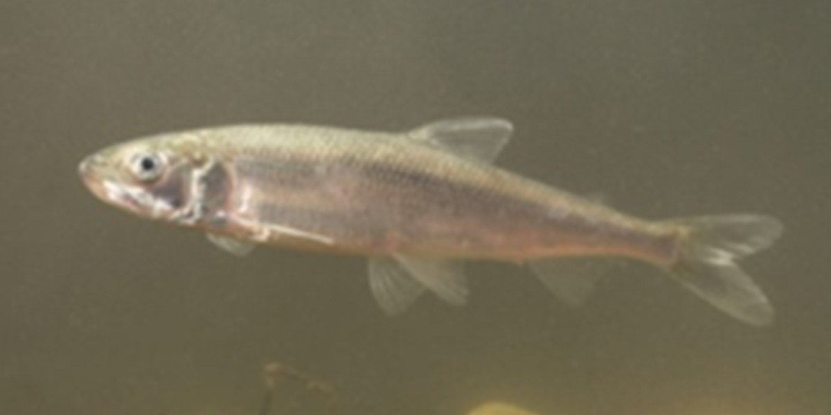 Smelt is a family member of the salmon.