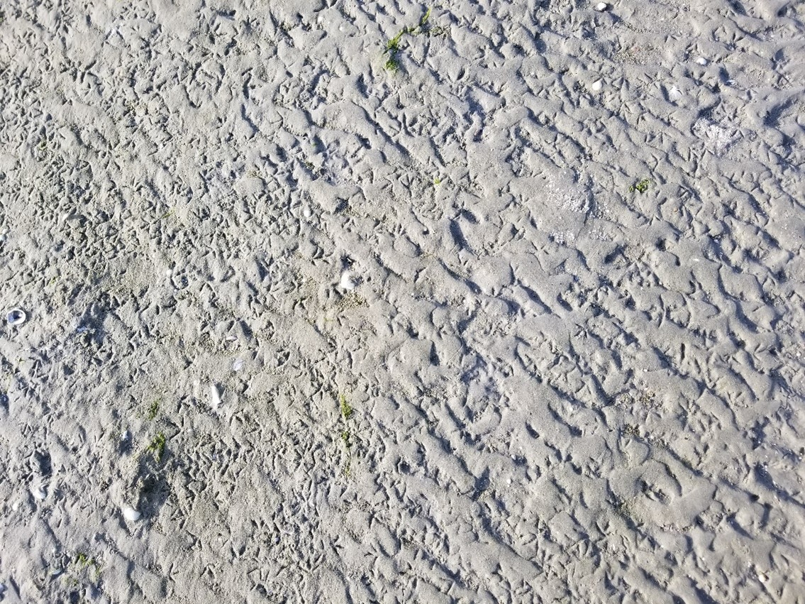 Pootafdrukjes van steltlopers in het zand. Foto: Evy Gobbens
