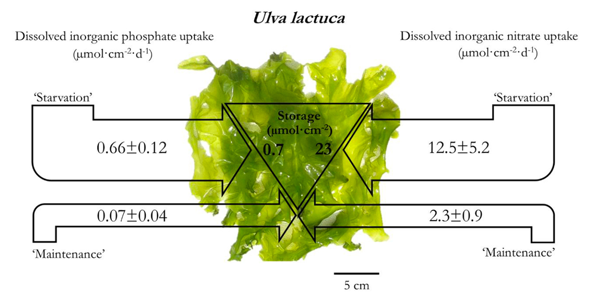  Infographics of results on dissolved inorganic phosphate- and dissolved inorganic nitrate uptake dynamics (V<sub>S</sub> under starvation, V<sub>M</sub> for maintenance, and storage capacity) in <i>Ulva lactuca</i> (Chlorophyta). 
