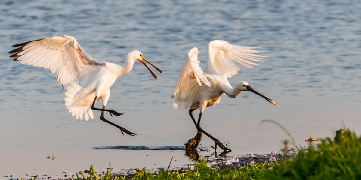 Juvenile spoonbills can be recognized by their pale greyish bill and black wingtips. Photo: Peter Boers