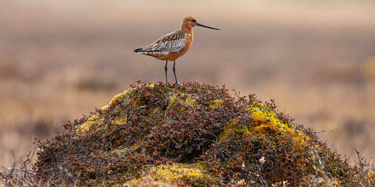 Male Bar-tailed Godwit at the tundra breeding grounds after the snow has melted. Credits: Jan van de Kam.