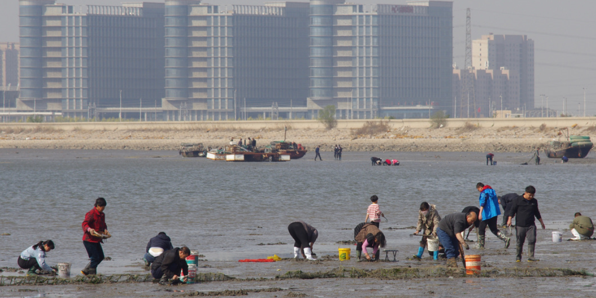 Recreational shellfish harvesting near Nanpu, Yellow Sea. Credits: Rob Buiter