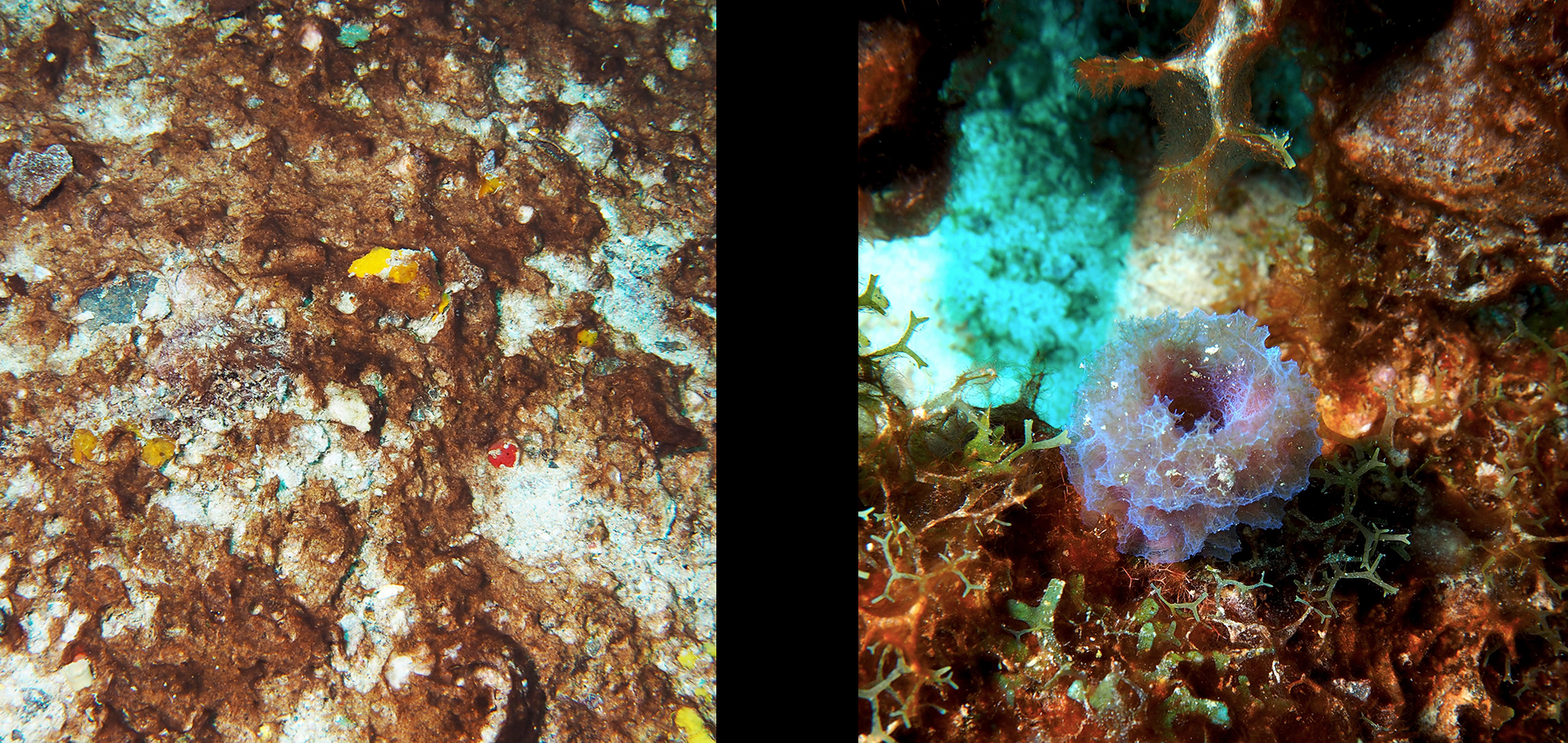 Cyanobacteriën bedekken de koraalriffen nabij Curaçao. Deze foto’s maakte eerste auteur Didier de Bakker (Wageningen Marine Research, NIOZ) tijdens zijn veldwerkstudie in 2017. 